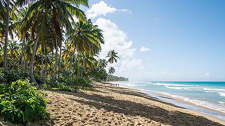 Dominican Republic Puerto Plata Beach Palm Trees