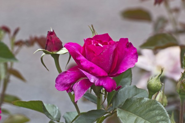     The International Rose Test Garden is one of the many popular attractions at Washington Park